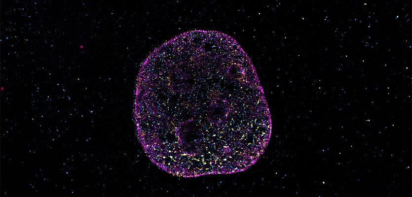 Super-resolution imaging reveals the 3D geometry of the genome, suggesting a “geometric code” that may connect spatial structure to cellular memory.