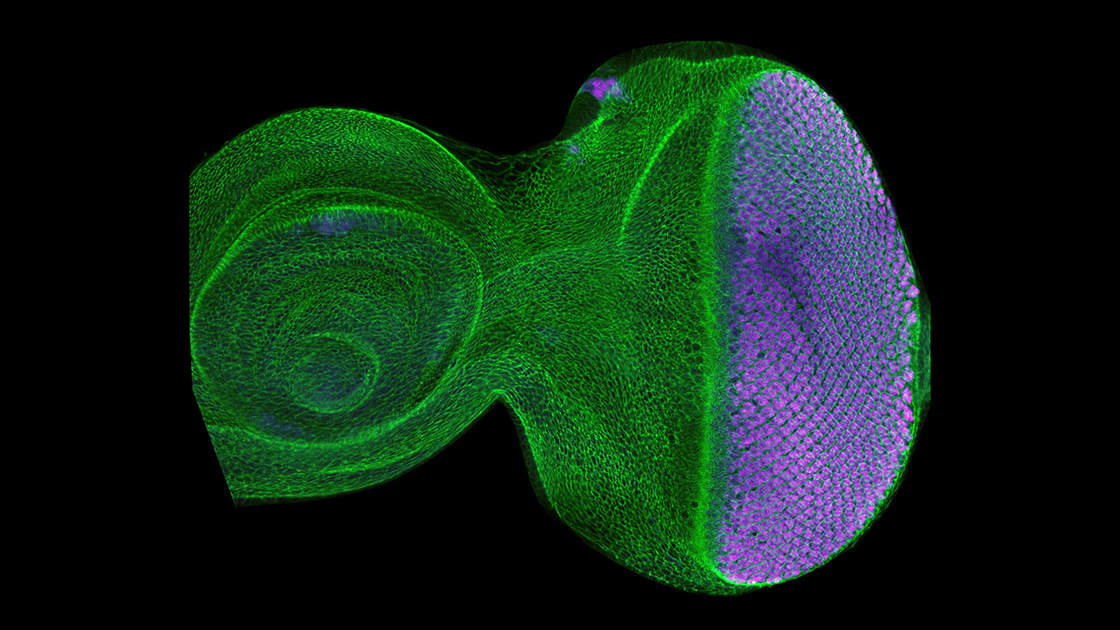The developing fruit fly eye has a moving wave behind which cells self organize into a lattice pattern of photoreceptors (purple).