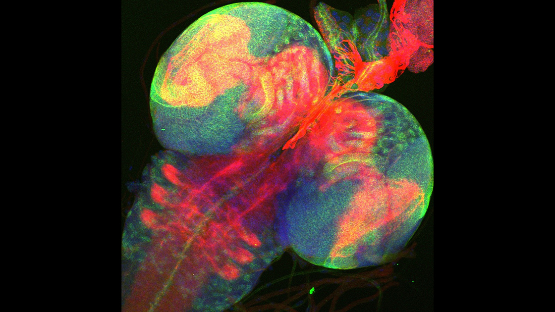 The brain of a young fruit fly showing a subset of its nerves in red.
