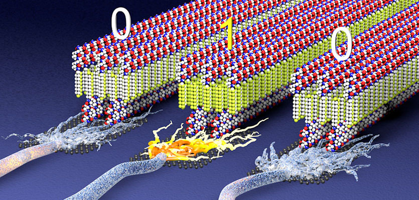 This illustration shows a future vision of assemblies of molecules formed by peptides and miniature molecular pieces present in a plastic material to create “ferroelectric” structures that switch polarity to store digital information or signal neurons. | Photo by Mark Seniw, Center for Regenerative Nanomedicine, Northwestern University